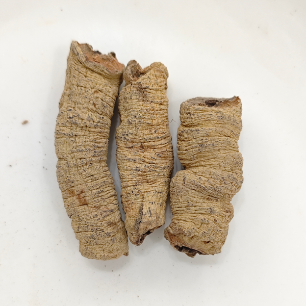 Racine de Morinda (Morinda officinalis)