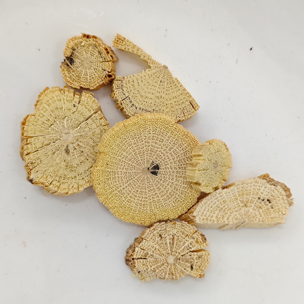 Tige de clématite chinoise