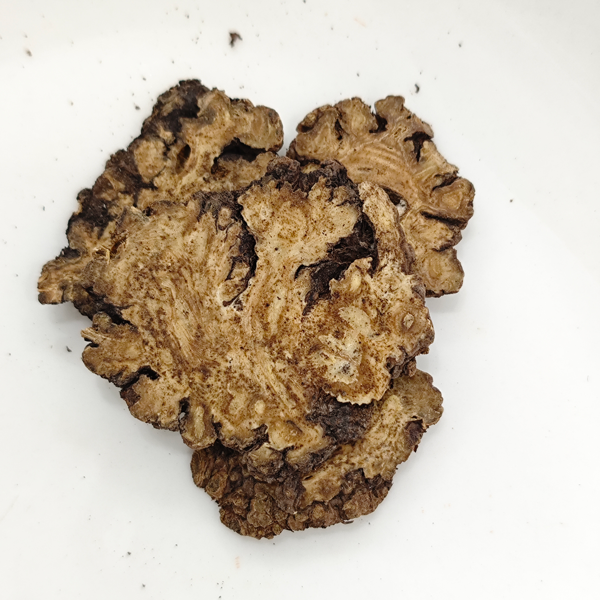 Ligusticum chuanxiong hort