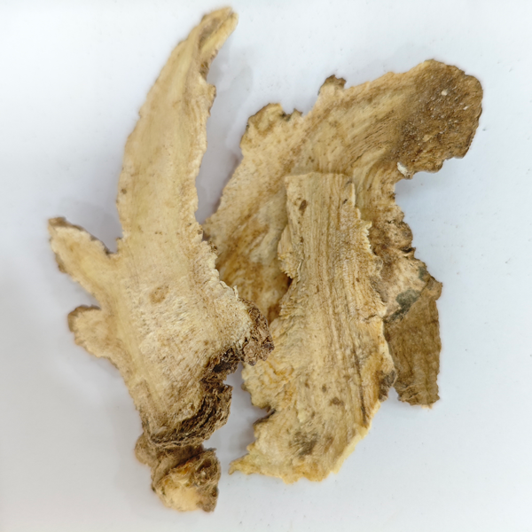 Angélique pubescente