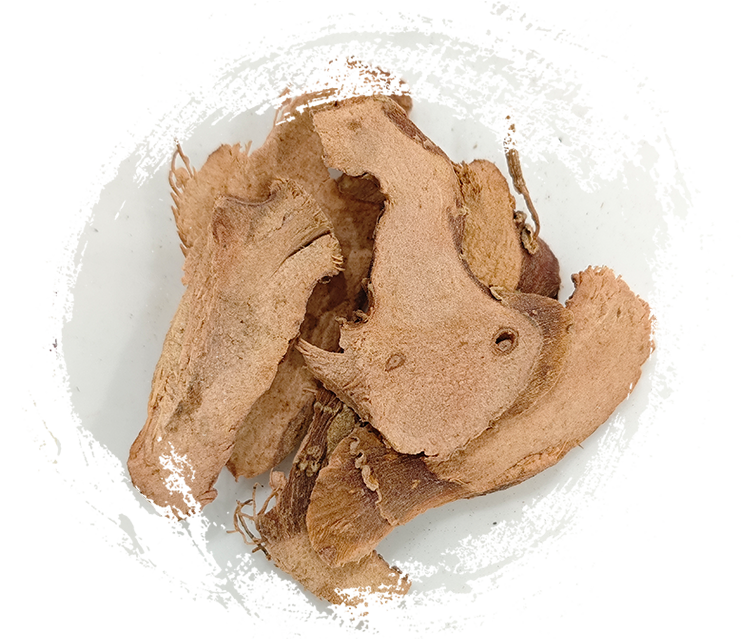 Petit galangale (Kaempferia galanga)