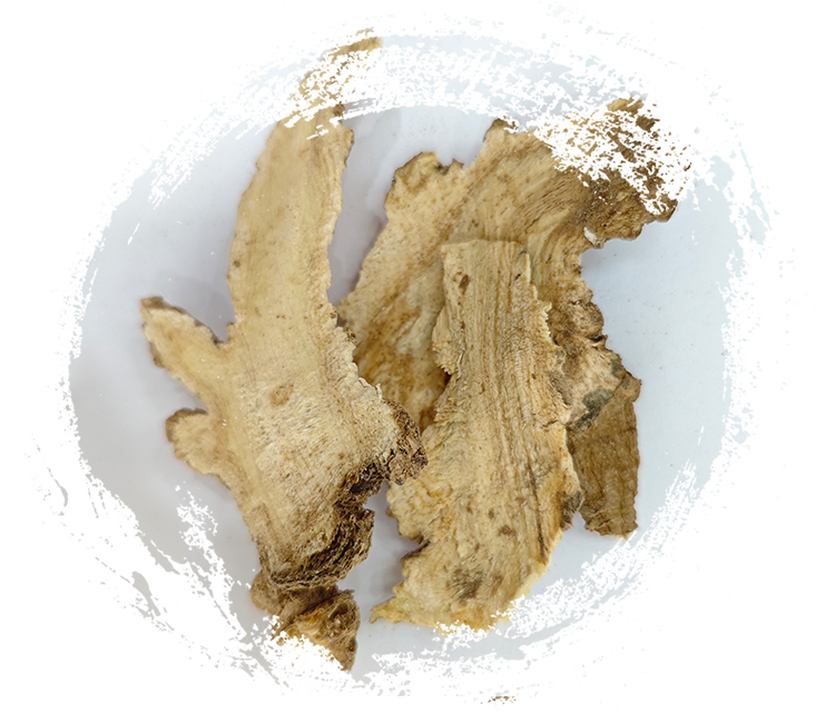 Angélique pubescente