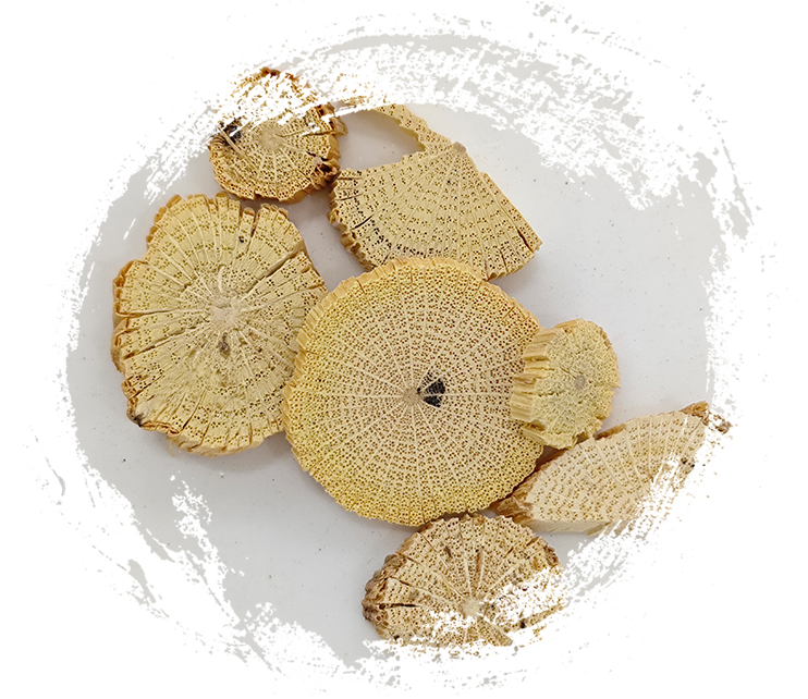 Tige de clématite chinoise