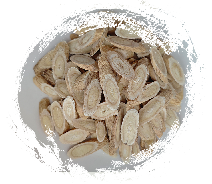 Astragalus Membranaceust (utilisé dans TCM)