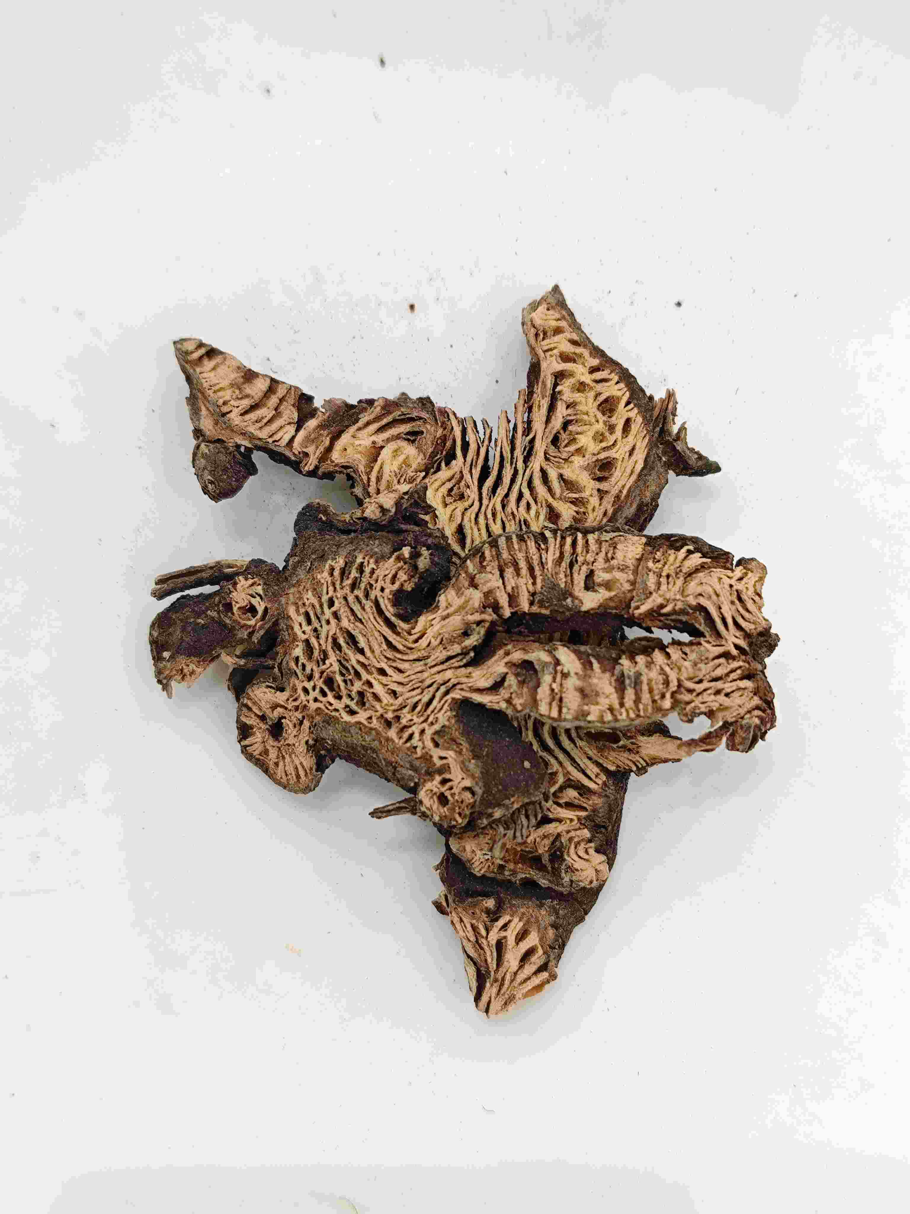 Rhizome Ciminifuga (Shengma)