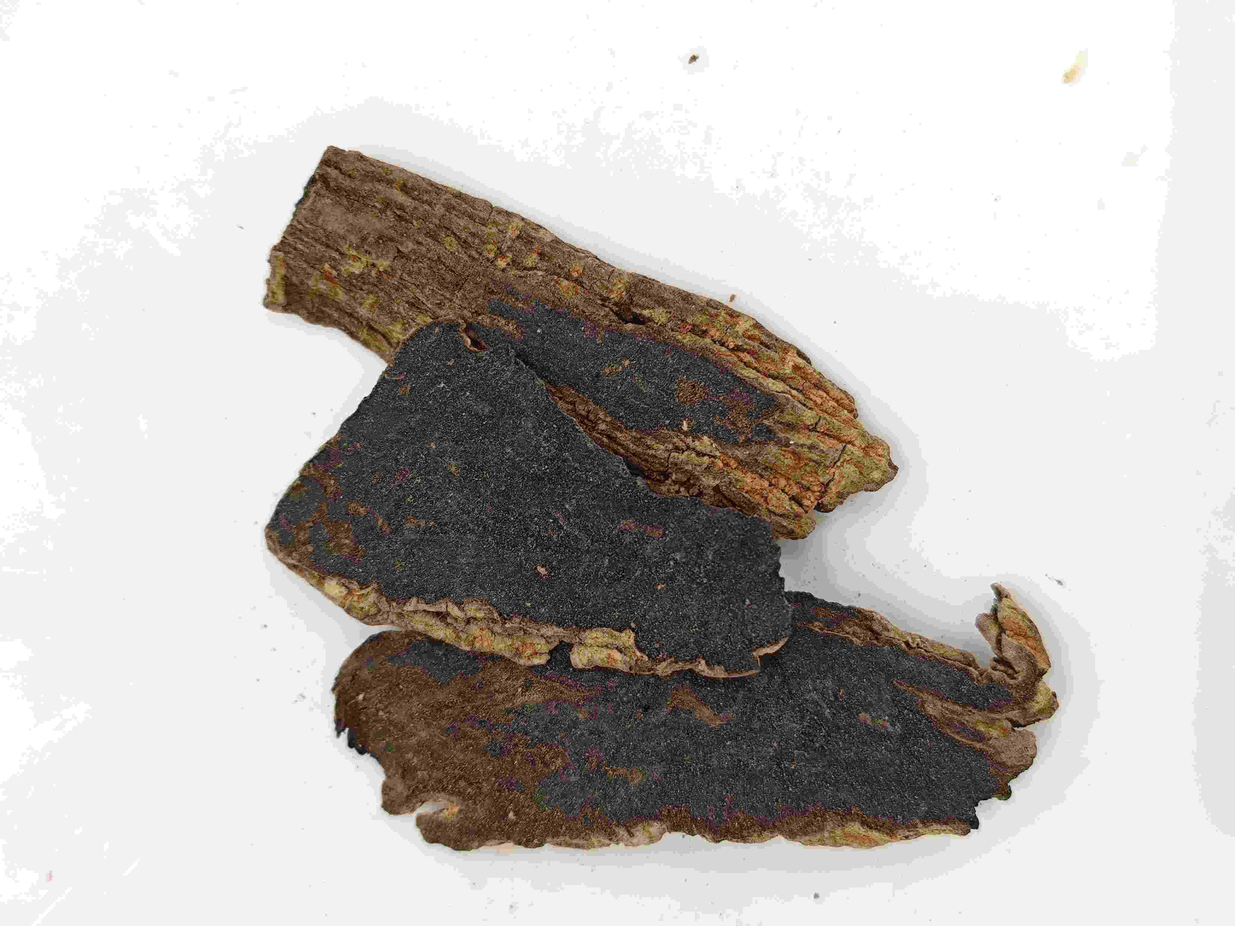 Scrophularia Root (Xuanshen)