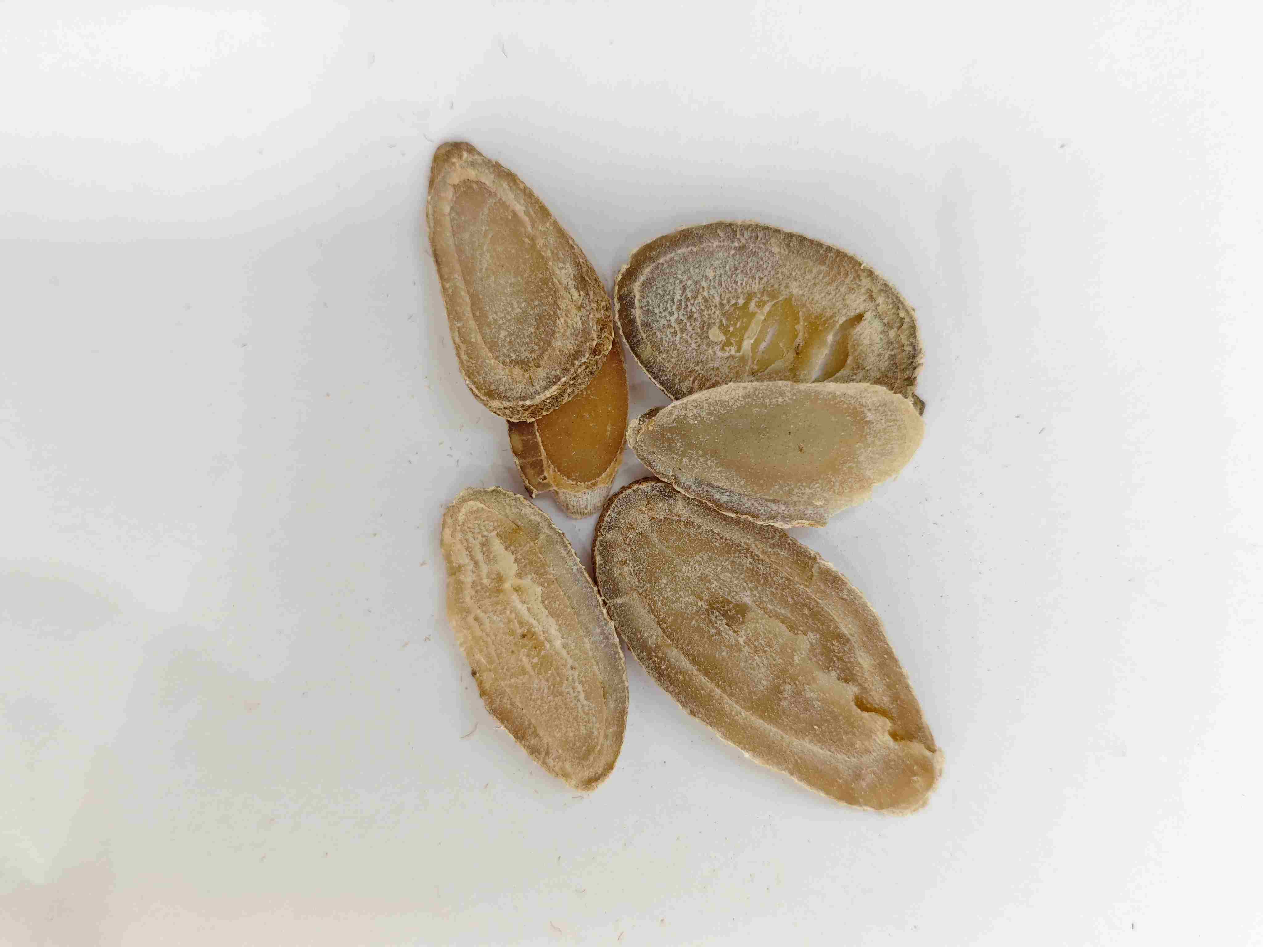 Turcuma Rhizome (Yujin)