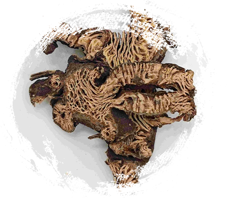 Rhizome Ciminifuga (Shengma)