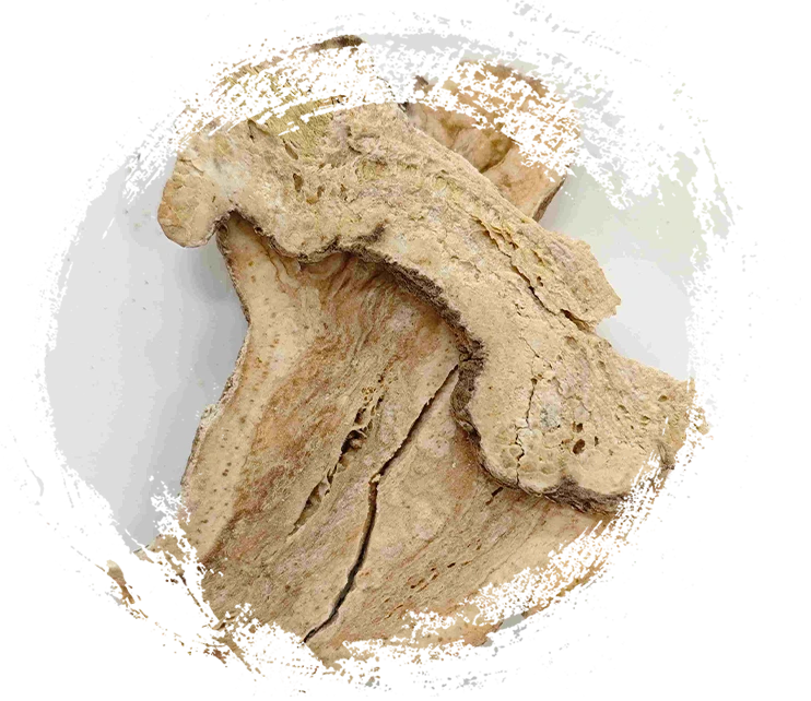 Rhizome d'attractylodes (Sheng Baizhu)