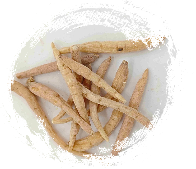 Pseudostellaria hétérophylla (Taizishen)