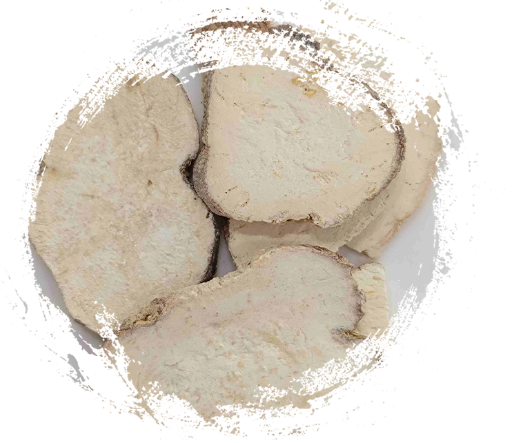 Root de trichosanthes (Tianhuafen)