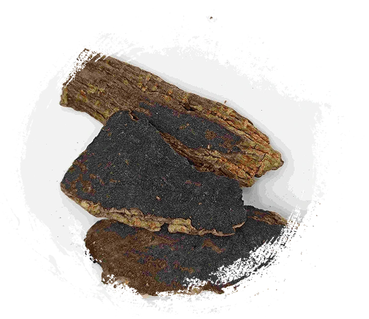 Scrophularia Root (Xuanshen)