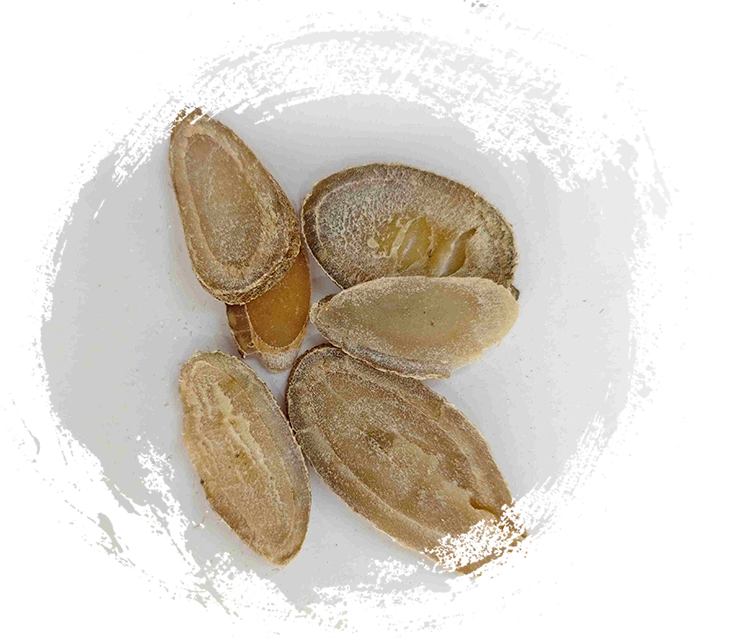 Turcuma Rhizome (Yujin)