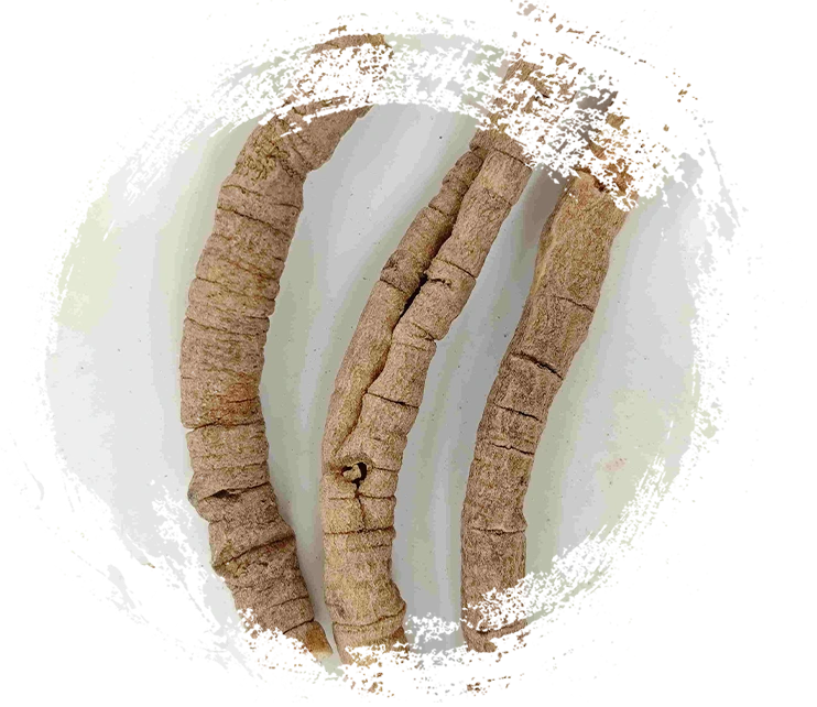 Root de polygala (yuanzhi)