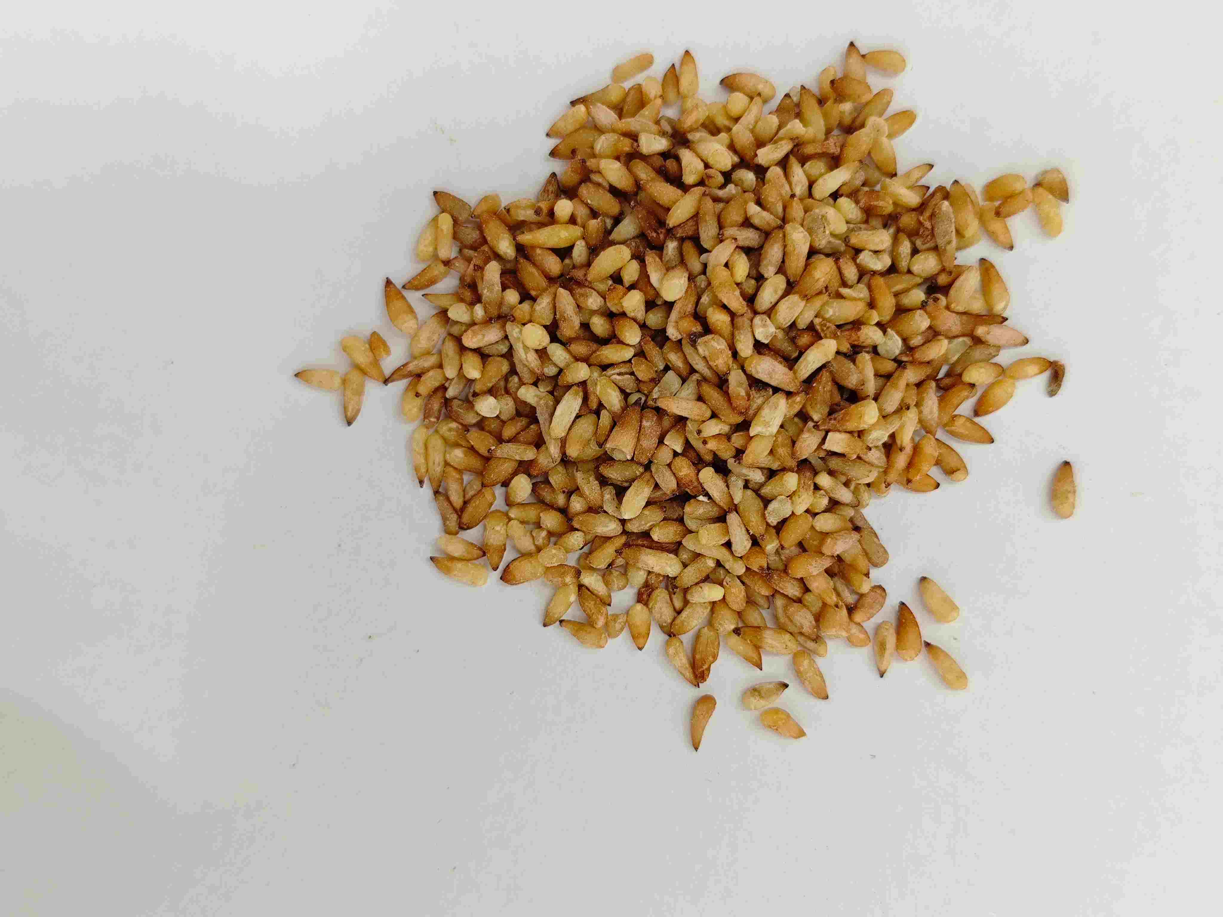 Graine des arborvitae chinoises (bǎi zǐ rén)