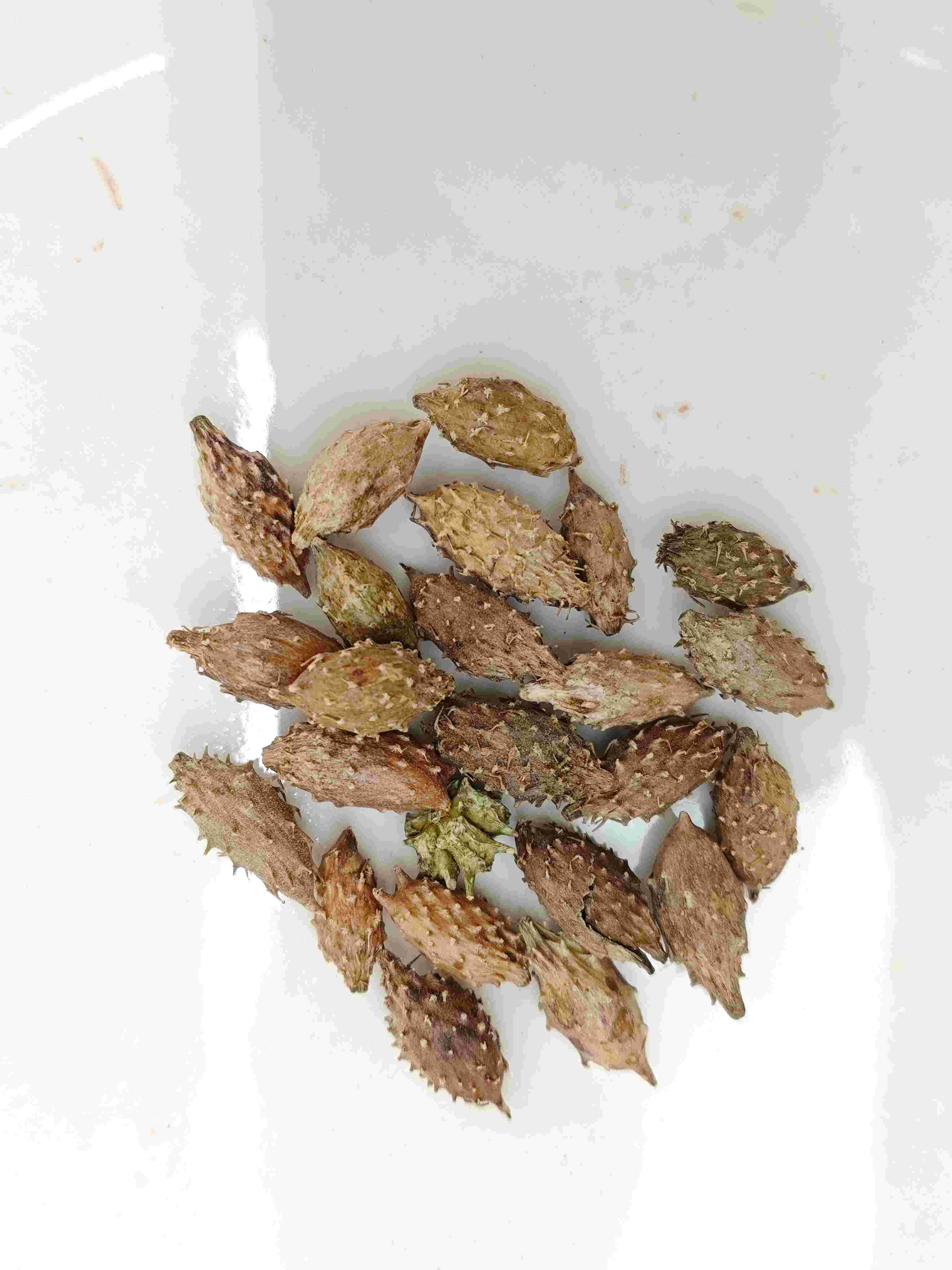 Fruit xanthium (Cāng ěr zǐ)