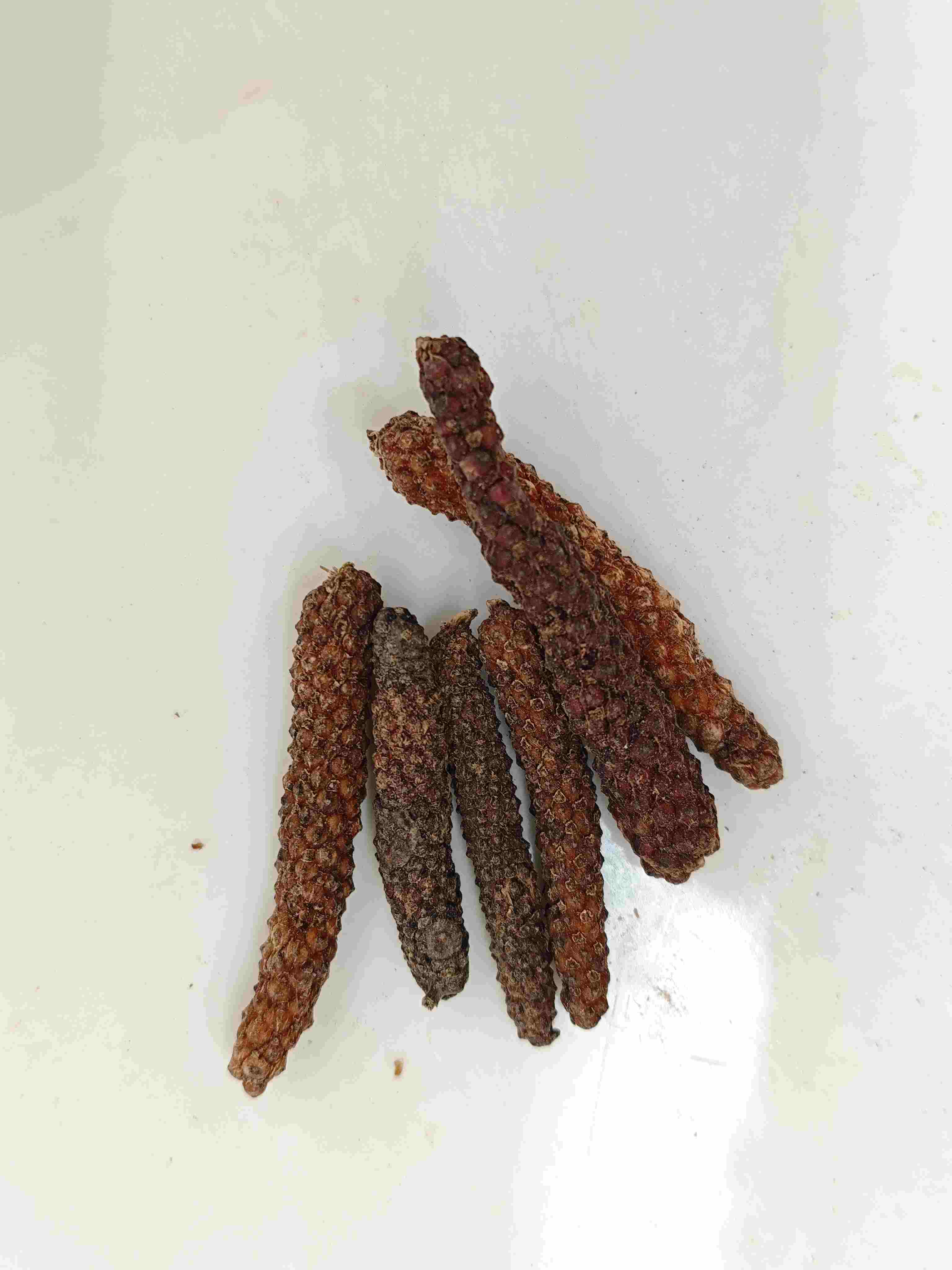 Fruit de Piper Longum (Bì Bá)