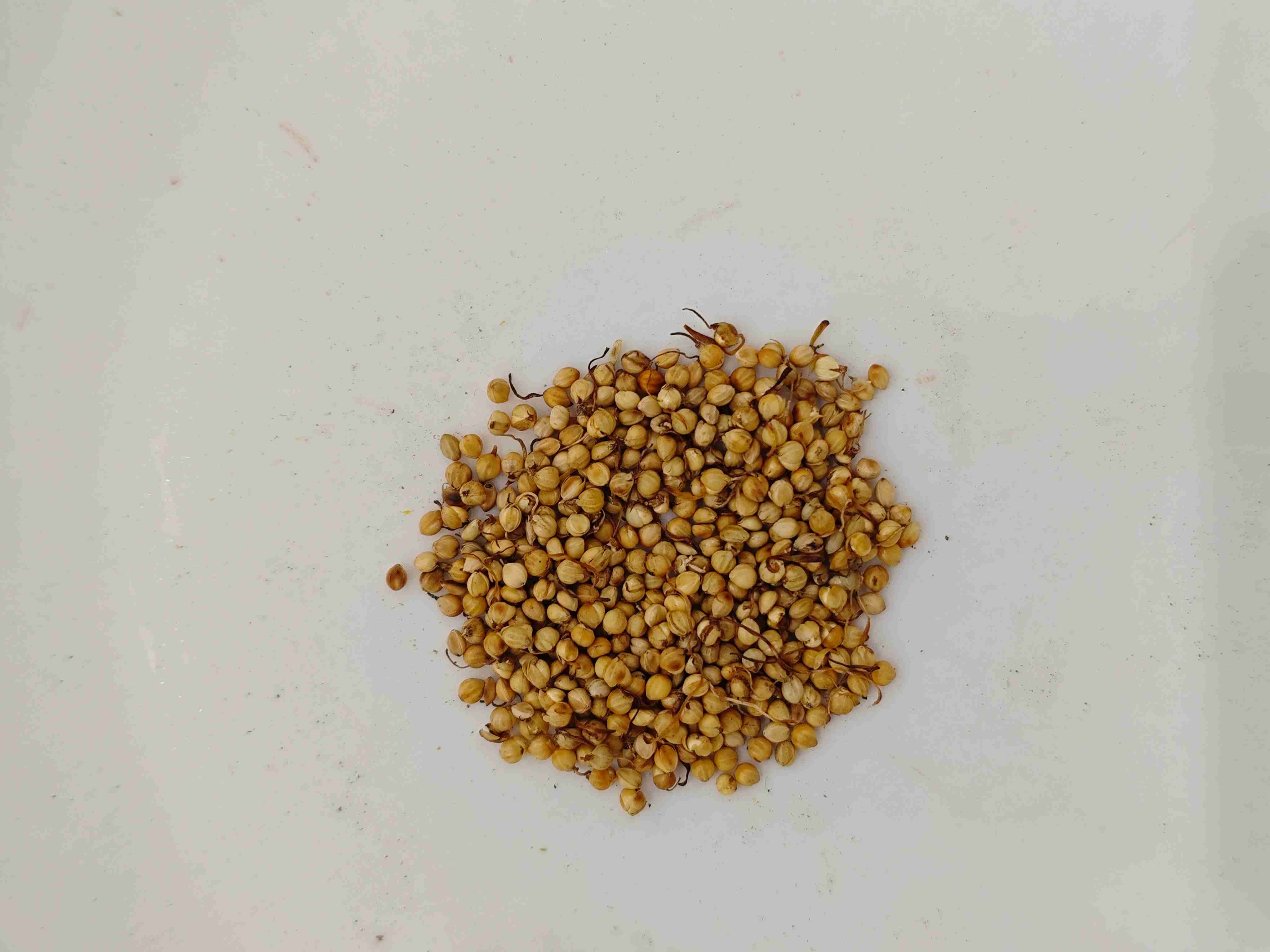 Choux rôti (chǎo gǔ yá)