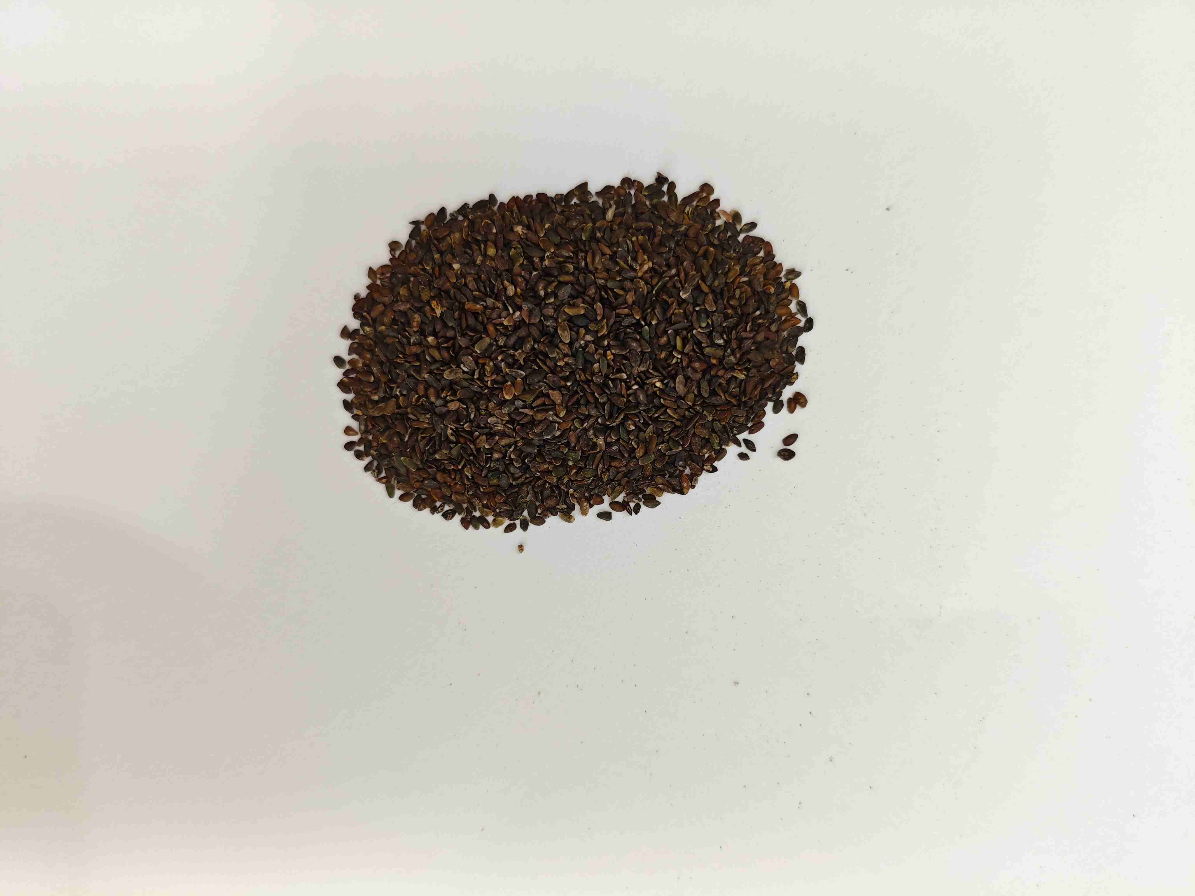 Graines de plantain (Cheqianzi)