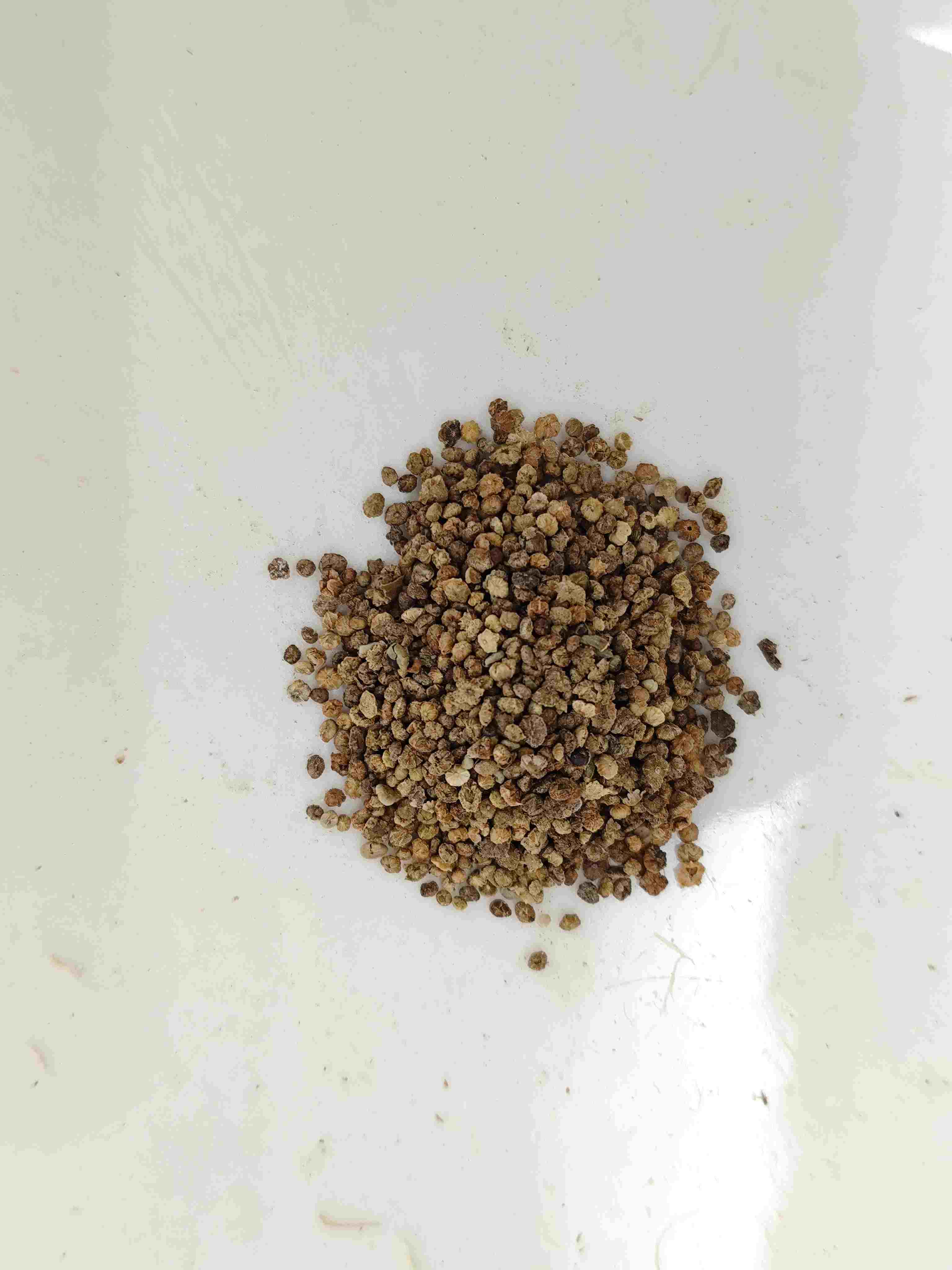 Kochia Fruit (Difu Zi)