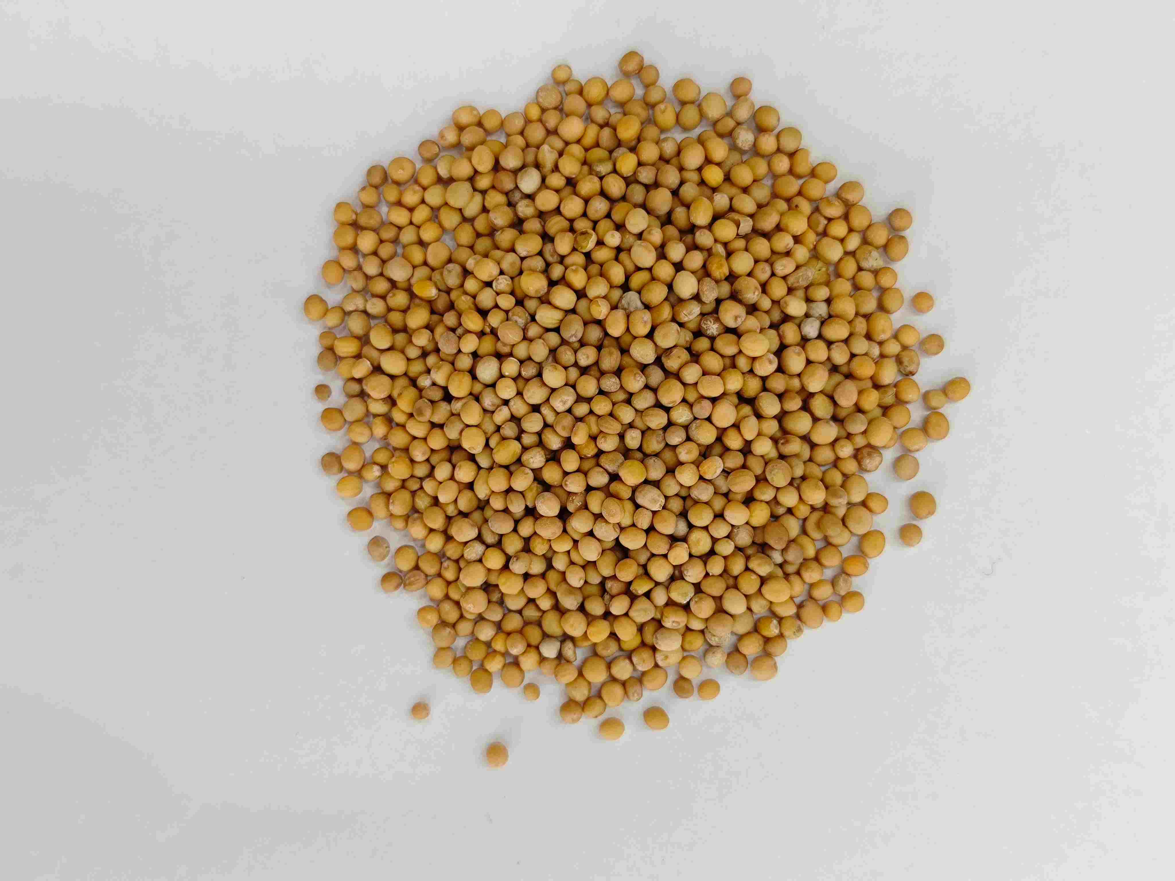 Graine de moutarde (jièzǐ)