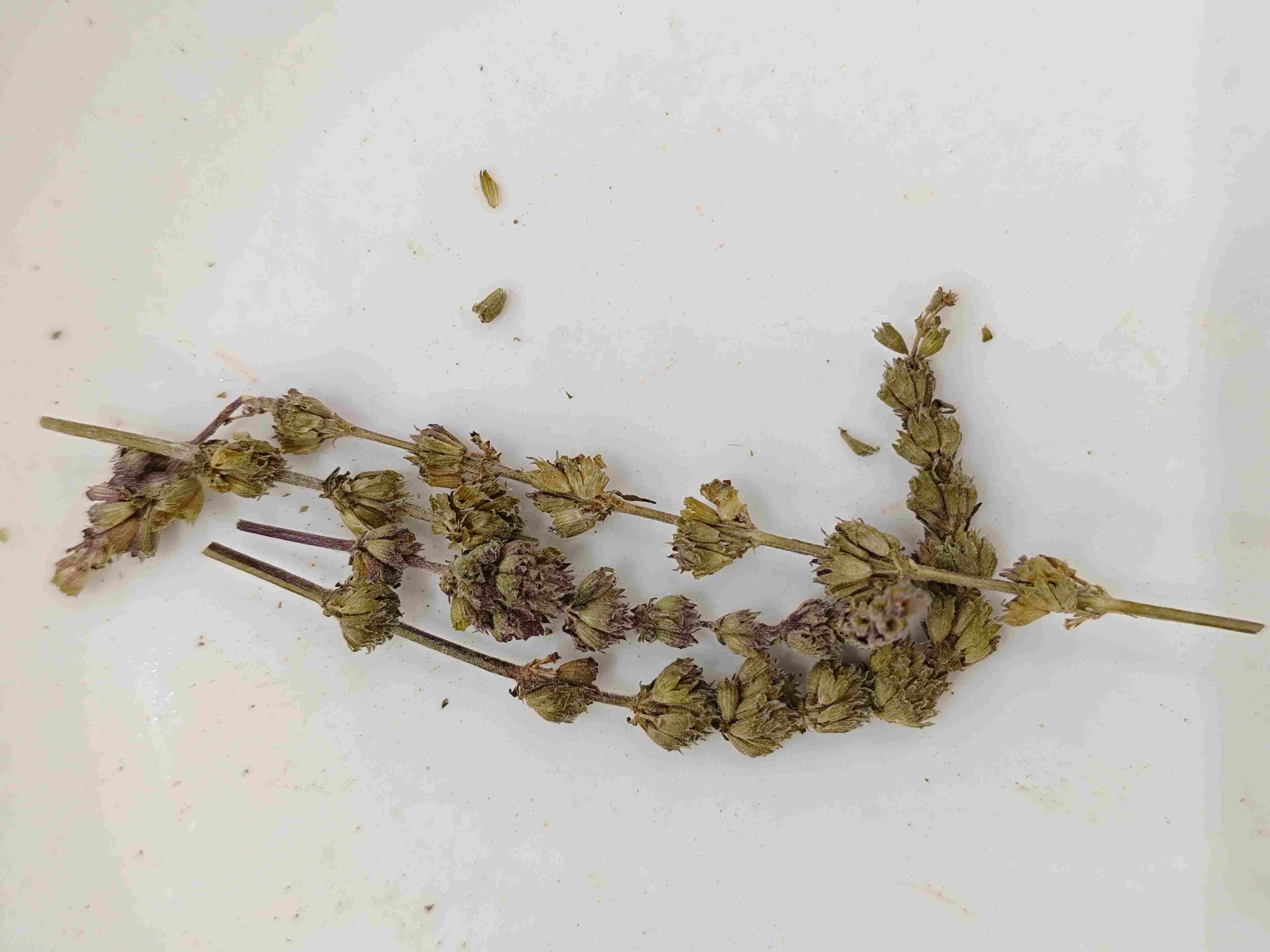 Schizonepeta Spike (Jīngjièe Suì)