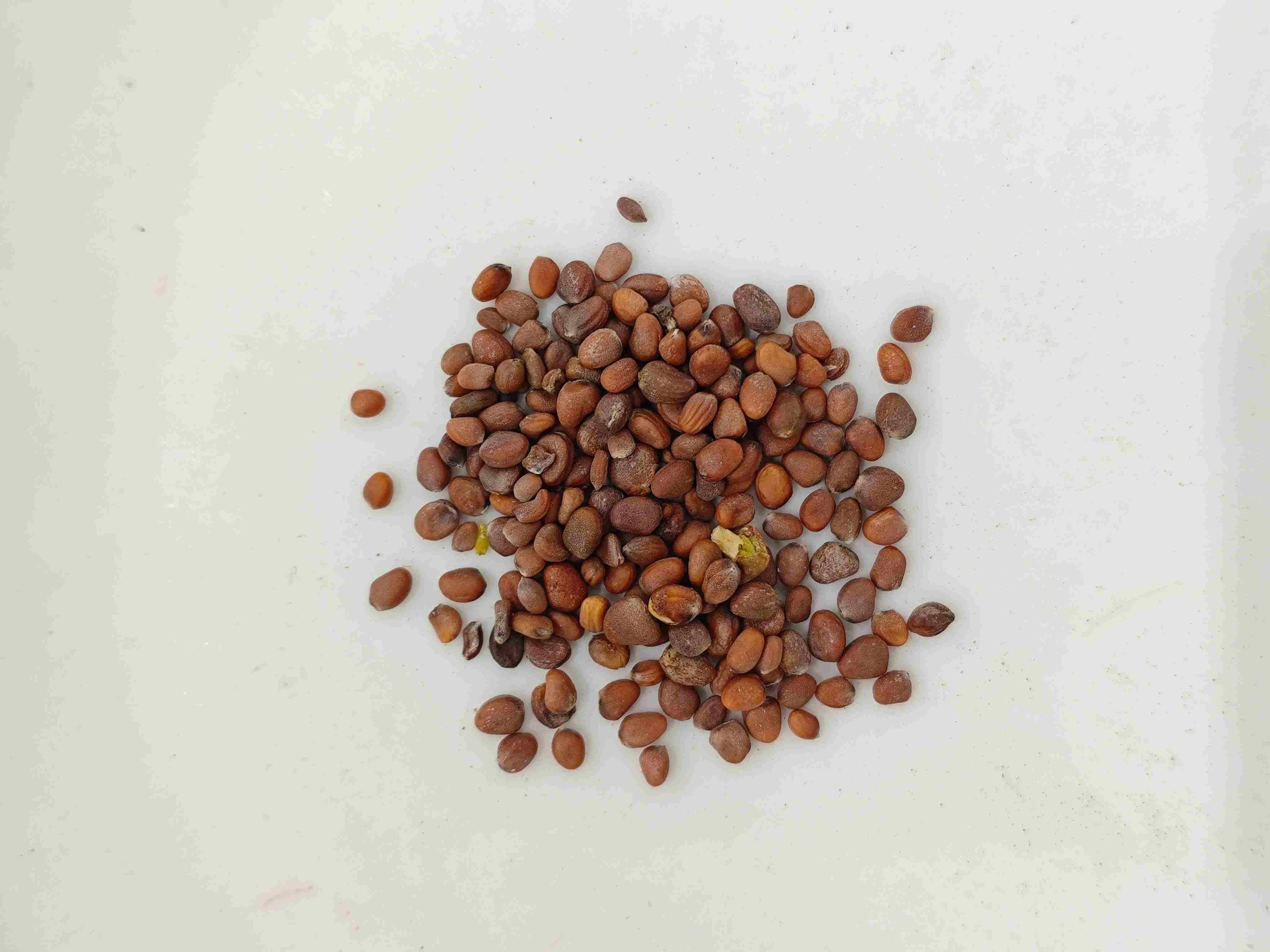 Graine de radis (LàIfúzǐ)