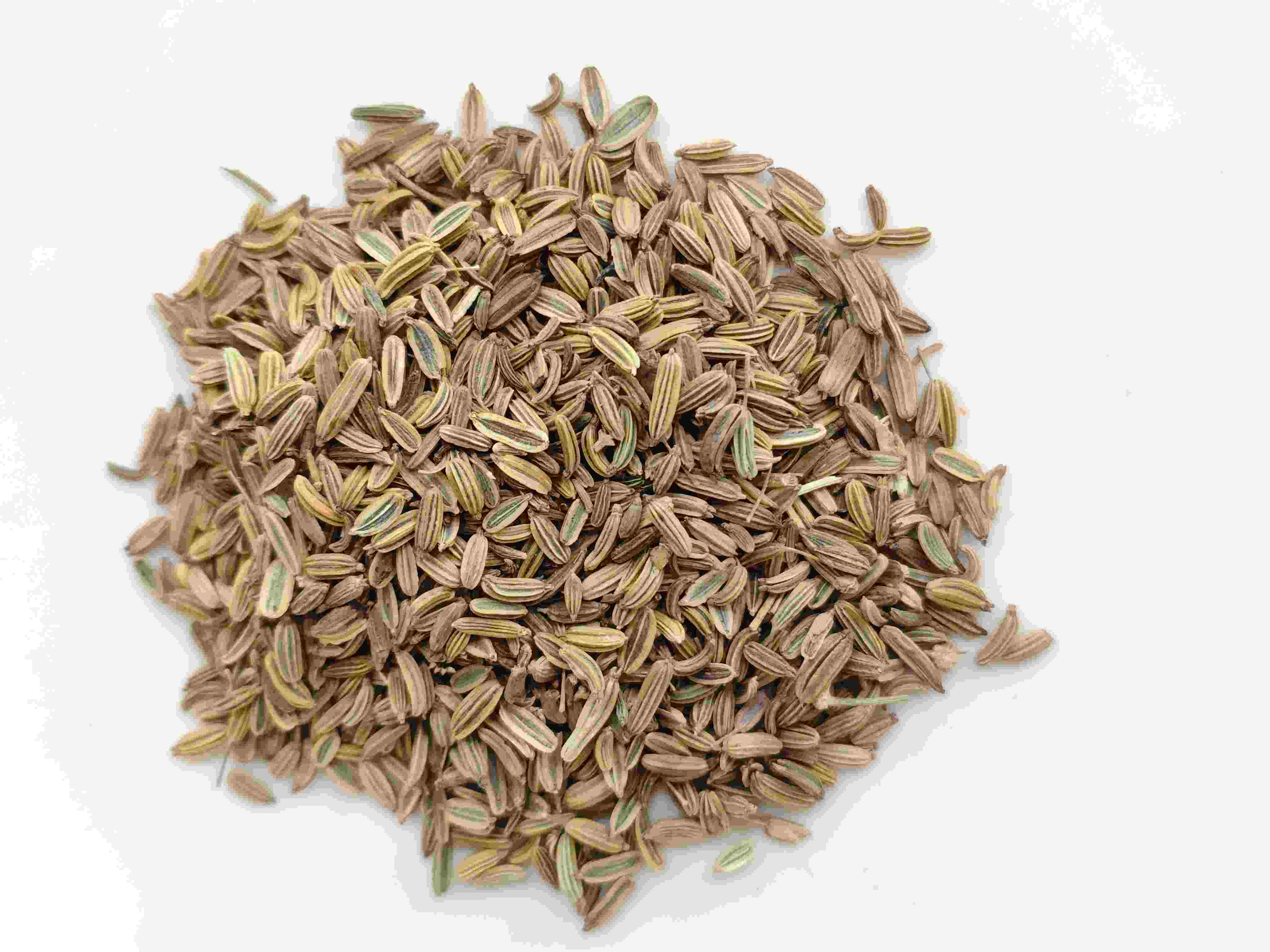 Graine de fenouil (xiǎo huíxiāng)