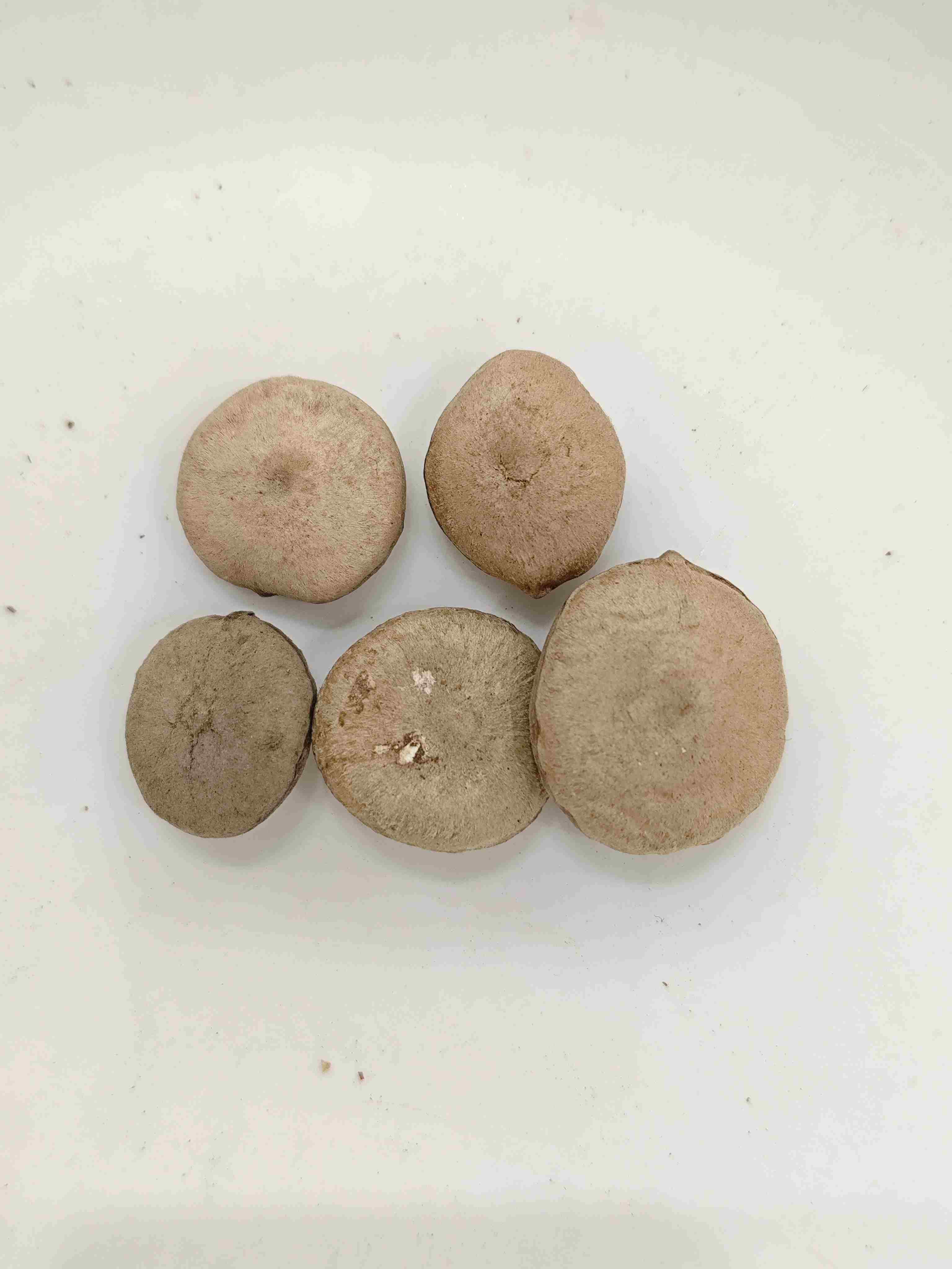 Graine de strychnos transformée (zhì mǎqiánzǐ)