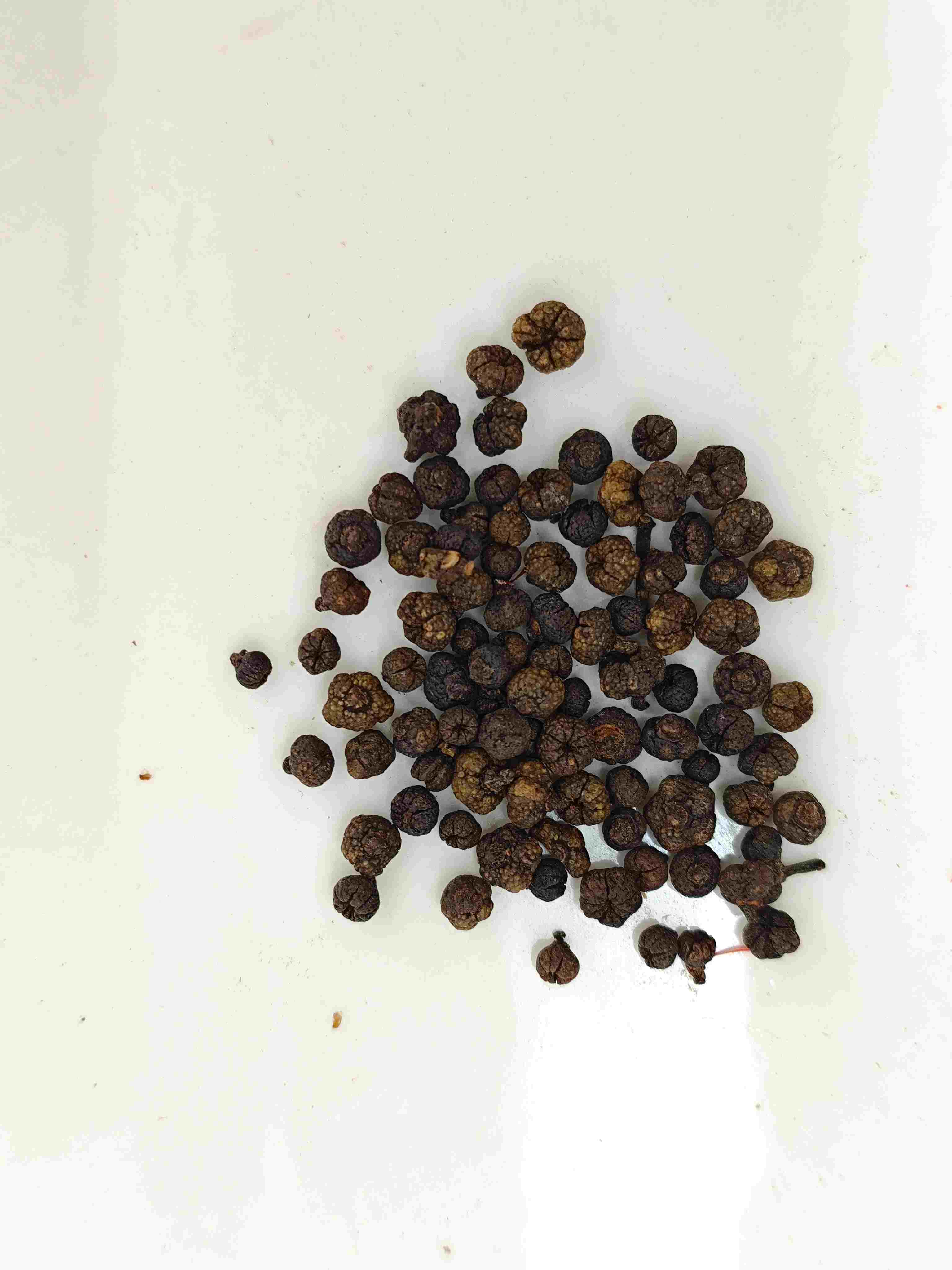 Fruit d'Evodia transformé (zhì wúzhūyú)