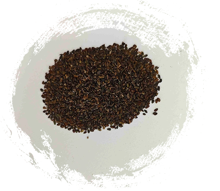 Graines de plantain (Cheqianzi)