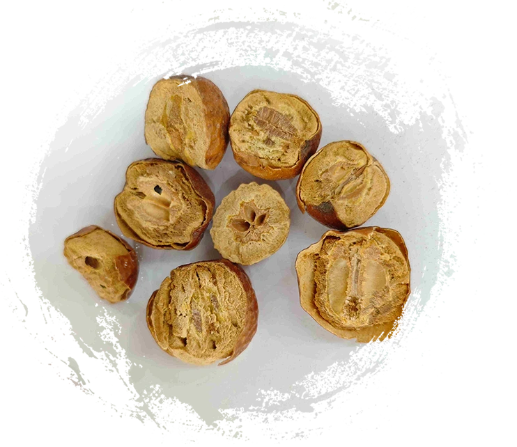 Fruit toosendain (Chuān lián zǐ)