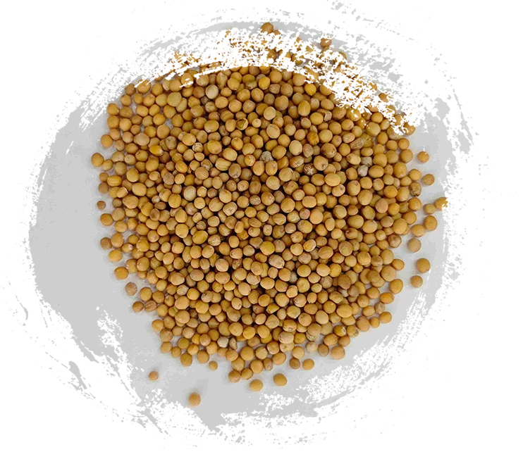 Graine de moutarde (jièzǐ)