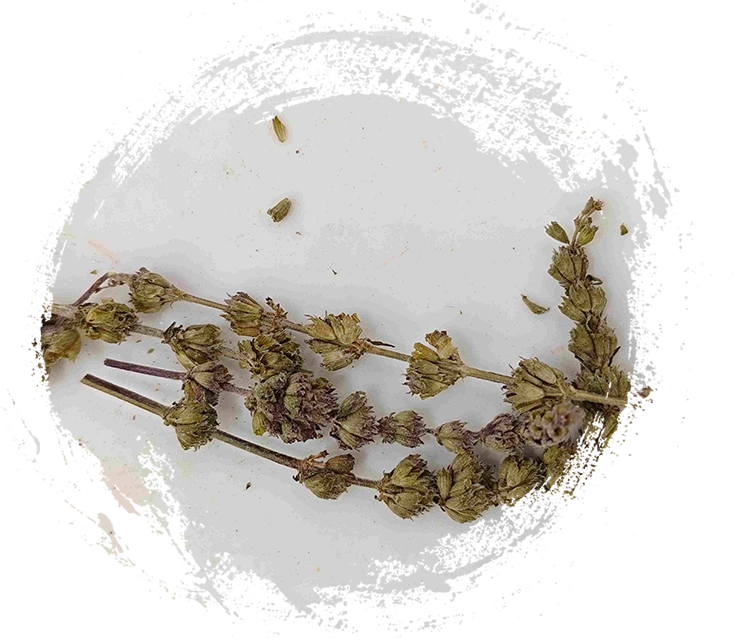 Schizonepeta Spike (Jīngjièe Suì)