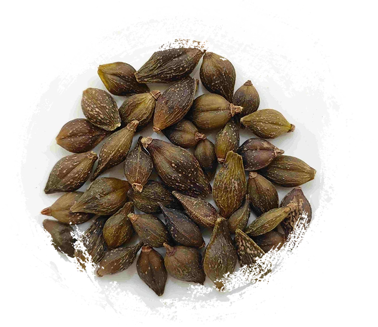 Fruit de Forsythia (liánqiào)