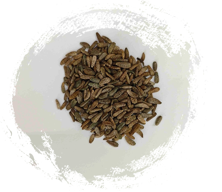 Graine d'article lappa (niúbàngzǐ)