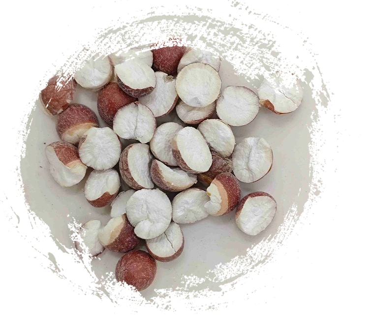 Euryale Seed (Qiànshí)