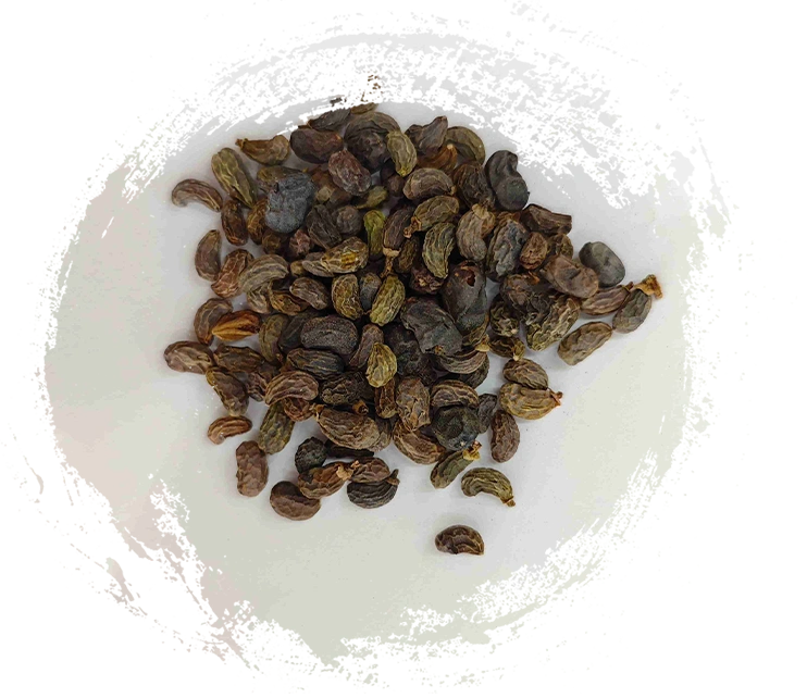 Fruit du ligustrum (nǚzhēnzǐ)