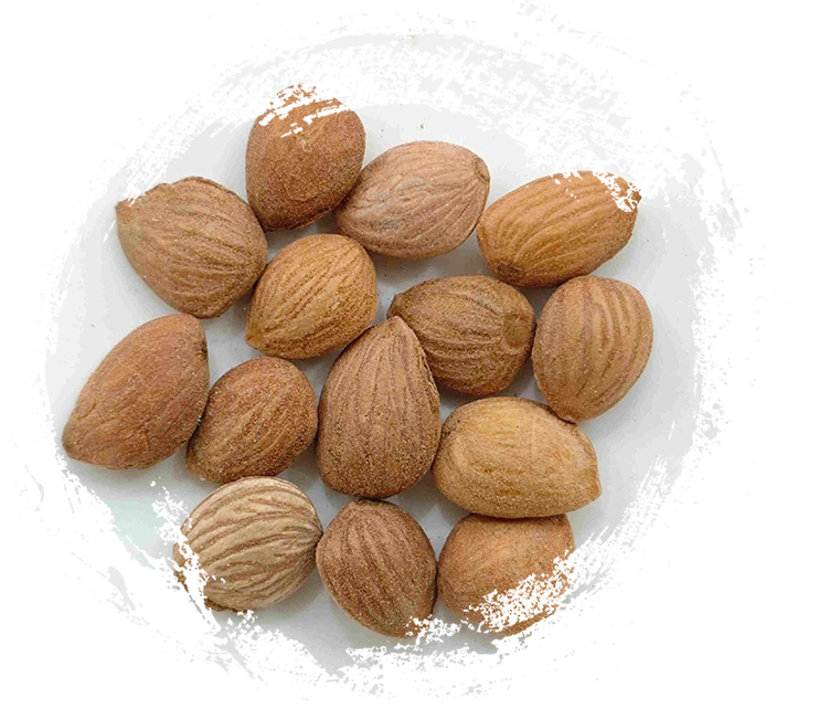 Noyau de pêche (Táoren)