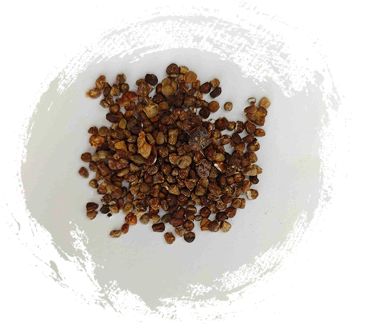 Lily de gingembre chinois (yìzhì)