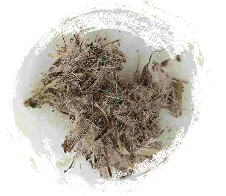 Grand chardon (dàjì)