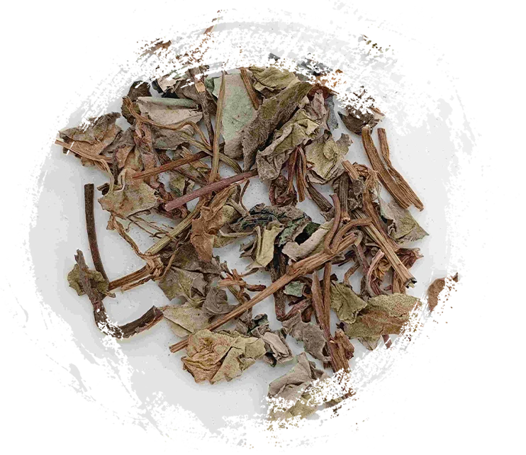 Les plantes en médecine traditionnelle chinoise&nbsp;: propriétés uniques et applications thérapeutiques