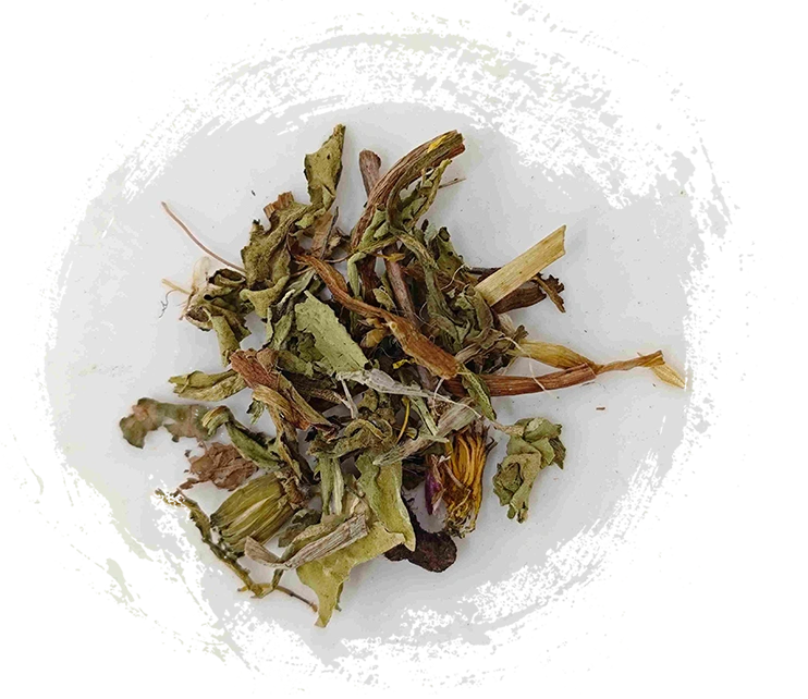 Pissenlit (púgōngyīng)