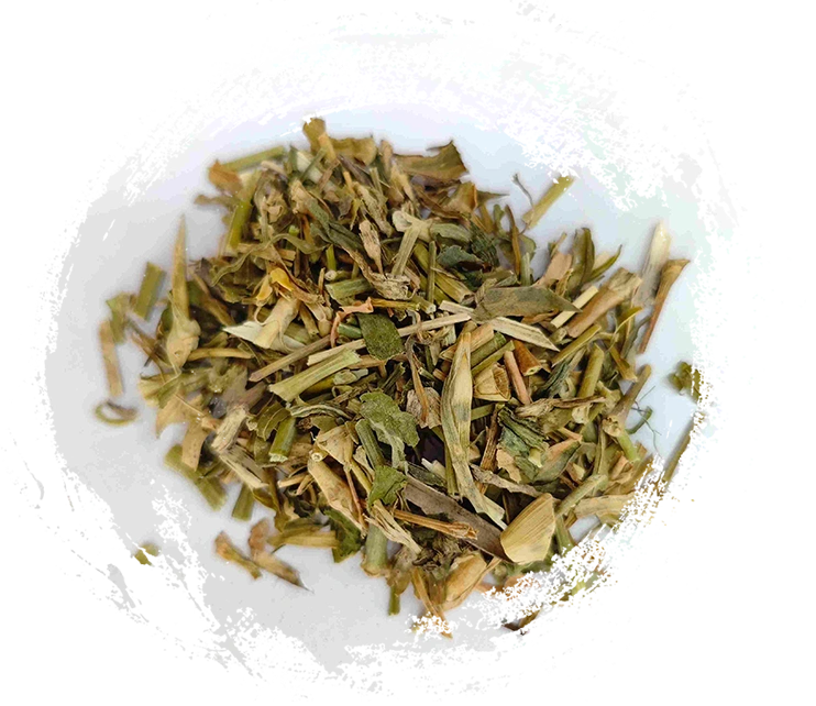 Bellflower chinois (Qúmài)