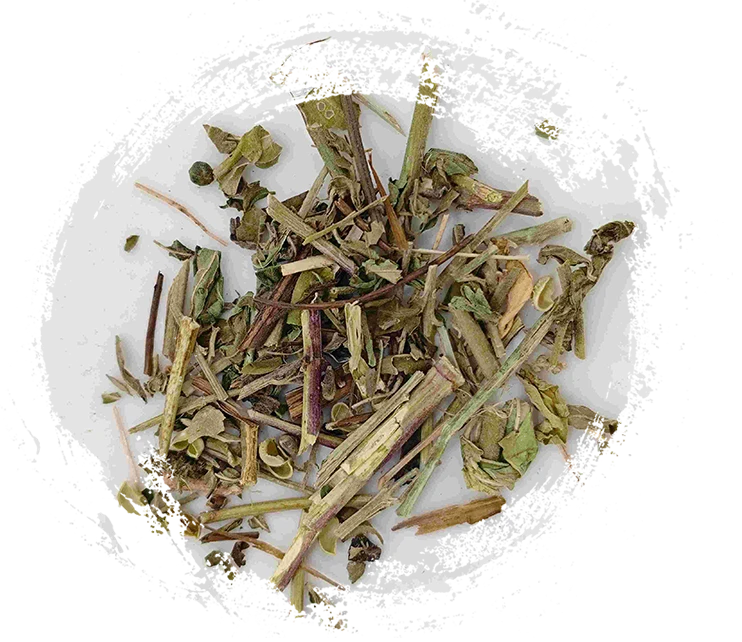 Herba serratulae (tòugǔ cǎo)