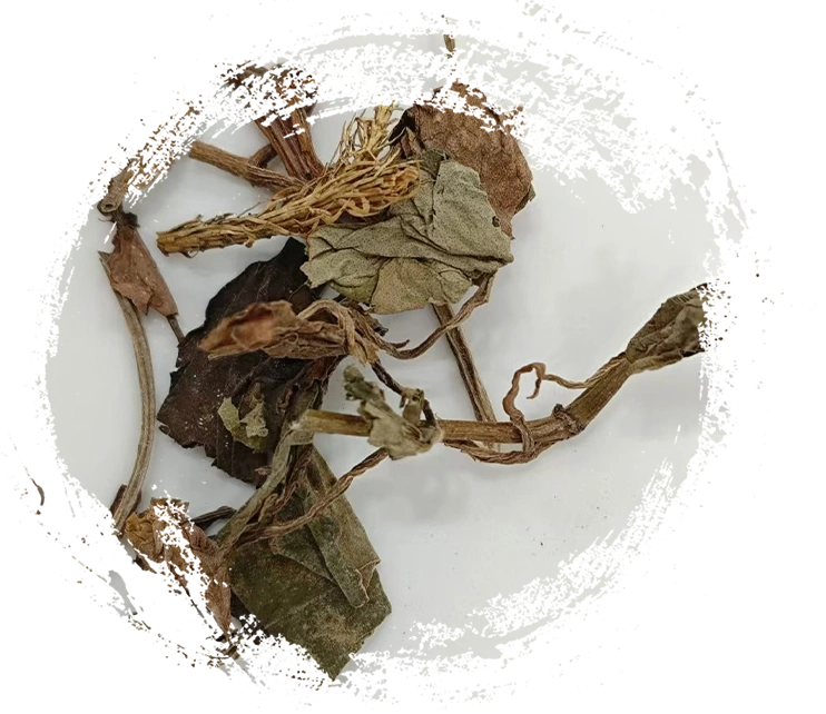 Les principales caractéristiques des plantes médicinales traditionnelles chinoises