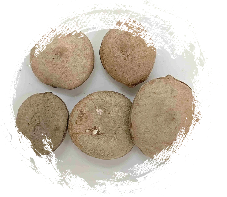 Explication détaillée des principes de la médecine traditionnelle chinoise à base de plantes&nbsp;: comment différencier les rhizomes, les graines, les fleurs et les algues