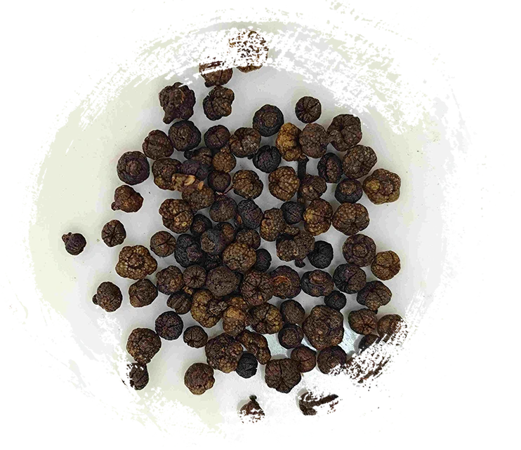 Fruit d'Evodia transformé (zhì wúzhūyú)