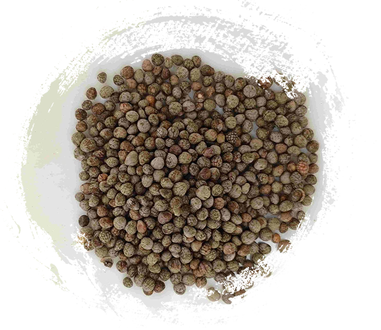 Graine de périlla (zǐsūzǐ)