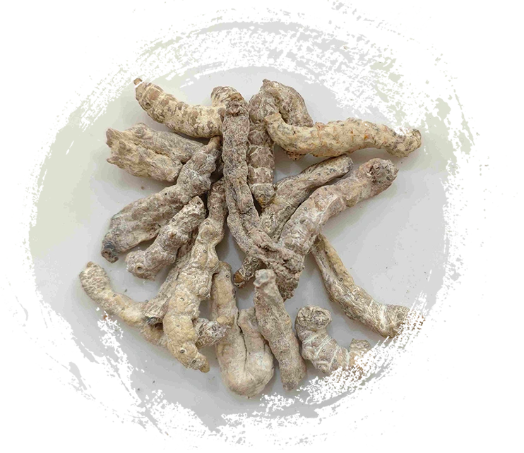 Ver à soie raide (jiāngcán)